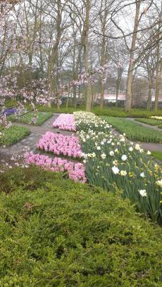 Keukenhof with Joani, Barbara and Mary