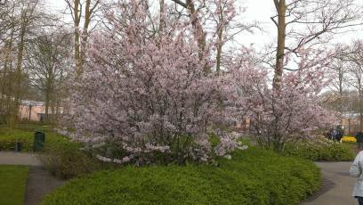 Keukenhof with Joani, Barbara and Mary