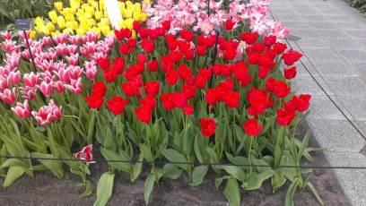 Keukenhof with Joani, Barbara and Mary