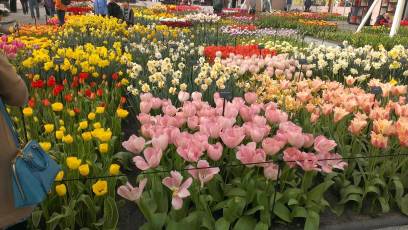 Keukenhof with Joani, Barbara and Mary