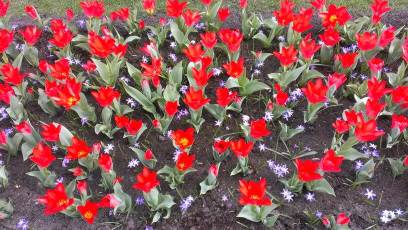Keukenhof with Joani, Barbara and Mary