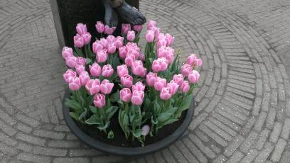 Keukenhof with Joani, Barbara and Mary
