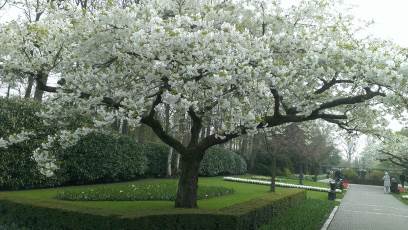 Keukenhof with Joani, Barbara and Mary