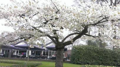 Keukenhof with Joani, Barbara and Mary