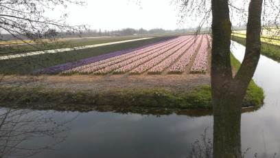 Keukenhof with Joani, Barbara and Mary