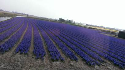 Keukenhof with Joani, Barbara and Mary