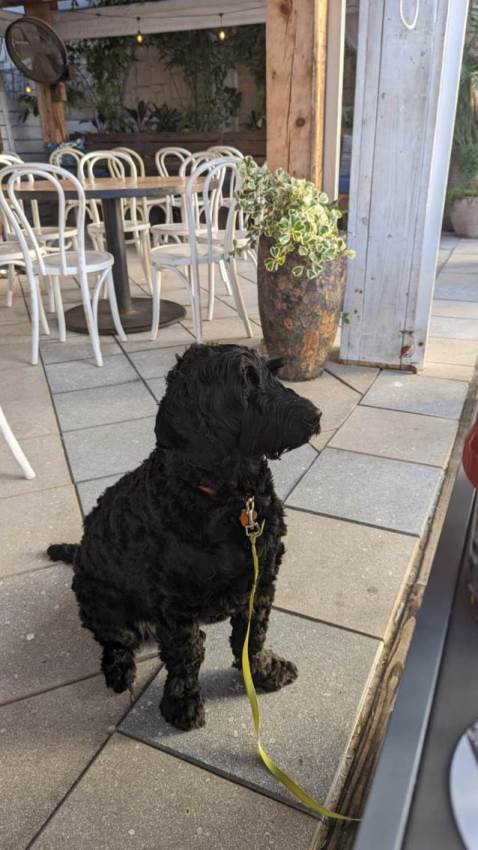  Remmy - Best doggie every 
